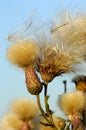 Thistle Royalty Free Stock Photo