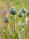 Thistle Royalty Free Stock Photo