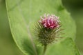 Thistle Royalty Free Stock Photo