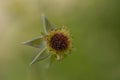 Thistle as bud Royalty Free Stock Photo