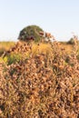 Thistle autumn meadow selective focus photography Royalty Free Stock Photo