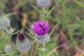 Thistle Bee Royalty Free Stock Photo