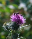 Thistle & Bee Royalty Free Stock Photo