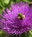 Thistle and Bee Macro Royalty Free Stock Photo