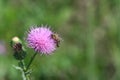 Thistle bee Royalty Free Stock Photo