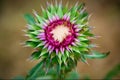 Thistle beginning to bloom Royalty Free Stock Photo