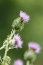 Thistle bloom Royalty Free Stock Photo