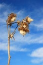 Thistle Bloom Royalty Free Stock Photo