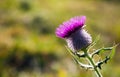 Thistle Bloom Royalty Free Stock Photo