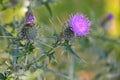 Thistle in bloom with purple flower