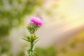 Thistle bloom in the sun. Wild nature. Meadow flowers