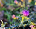 Thistle blooming in autumn