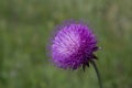 Thistle blooming