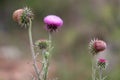 Thistle Blooms Royalty Free Stock Photo
