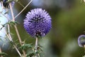 Thistle blooms in a city park in Israel Royalty Free Stock Photo