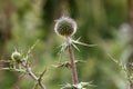 Thistle blooms in a city park in Israel Royalty Free Stock Photo