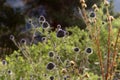 Thistle blooms in a city park in Israel Royalty Free Stock Photo