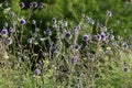 Thistle blooms in a city park in Israel Royalty Free Stock Photo