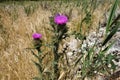 Thistle blooms in the meadow. Bright purple fluffy flower Royalty Free Stock Photo