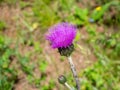 Thistle blooms purple in the garden Royalty Free Stock Photo