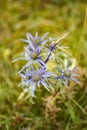Thistle blue flowers blooming in the summer garden Royalty Free Stock Photo