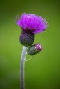 Thistle on blurry green background.