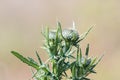 Thistle buds close up