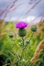 Thistle buds and flowers on