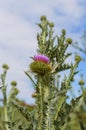 Thistle buds and flowers