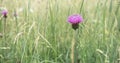 Thistle buds and flowers on a summer field. Thistle flowers is the symbol of Scotland. Saint Mary`s Thistle blossoms, Purple thor