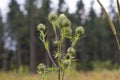 Thistle buds and flowers on a summer field.