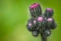 Thistle buds