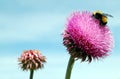 Thistle with Bumble Bee Royalty Free Stock Photo