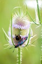 Thistle bumble-bee Royalty Free Stock Photo