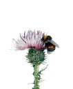 thistle and bumblebee. watercolor illustration isolated on white background. poster for use in interior design.