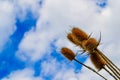 Thistle - burdock. Dry thistle in the field Royalty Free Stock Photo