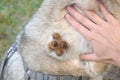 A thistle or burdock hangs from the dog& x27;s hair.