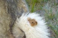 A thistle or burdock hangs from the dog's hair.