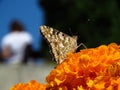 Thistle Butterfly - Distelvlinder on orange yellow summer flower blurred background. Marigold Tagetes garden flower. Royalty Free Stock Photo
