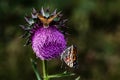 Thistle and Butterflys Royalty Free Stock Photo