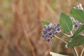 Thistle Calotropis gigantea A large herbaceous plant also called Kapok Duri.