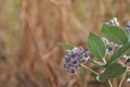 Thistle Calotropis gigantea A large herbaceous plant also called Kapok Duri.