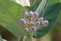 Thistle Calotropis gigantea A large herbaceous plant also called Kapok Duri.