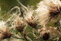 Thistle capsule dispersing seeds Royalty Free Stock Photo