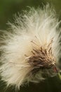 Thistle capsule dispersing seeds Royalty Free Stock Photo