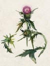 Thistle (Carduus)