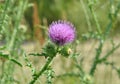 Thistle Carduus acanthoides grows in nature in summer Royalty Free Stock Photo