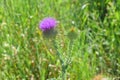 Thistle Carduus Wild Remedial Flower in Meadow Royalty Free Stock Photo