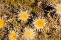 Thistle Carlina Acaulis Royalty Free Stock Photo