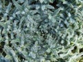 Hairy thistle center macro, abstract nature patterns Royalty Free Stock Photo